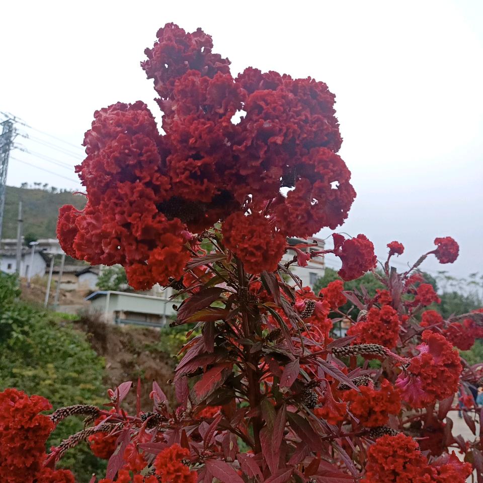 🦋藕断丝连🦋