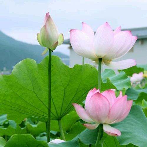 农家乐购