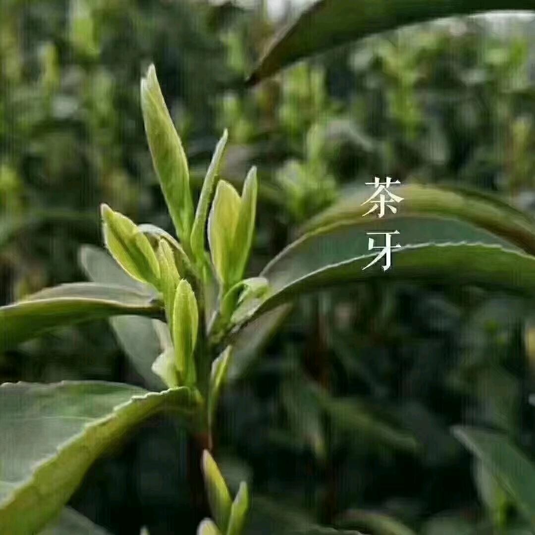 叶阿二
