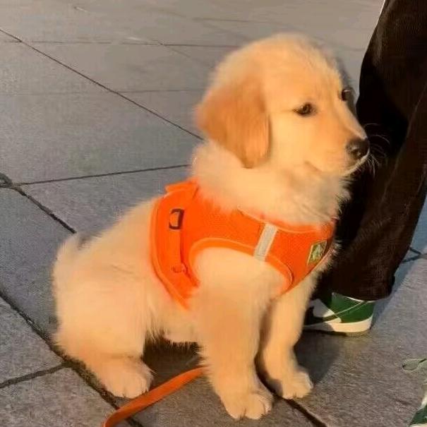 大漠孤鸿