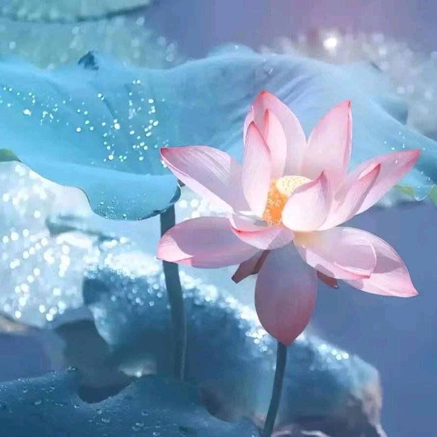 好运莲莲！！