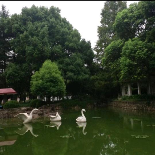 富源小酸菜