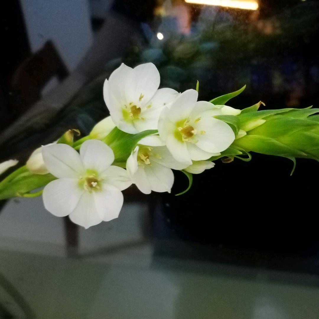 z蒲公英的约定