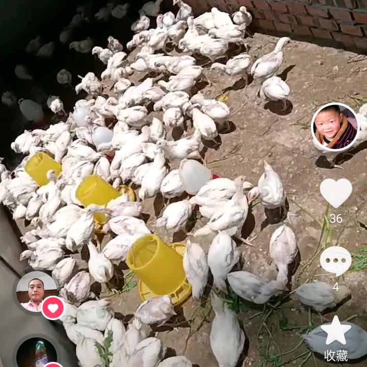 三白鸡长年共应鸡蛋鸡苗