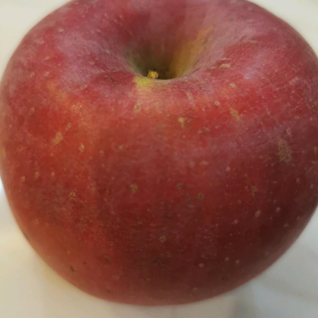 菊（绝不留情）不留情(琴）