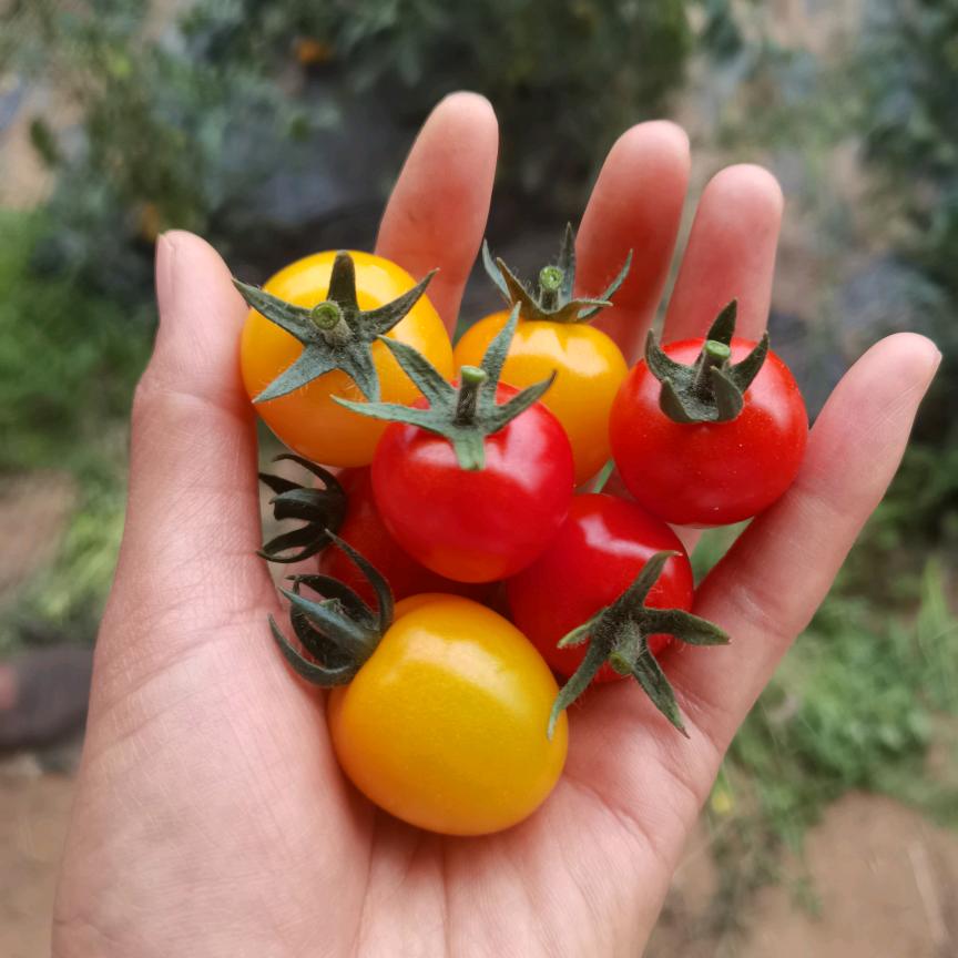 宏伟种业特色口感番茄