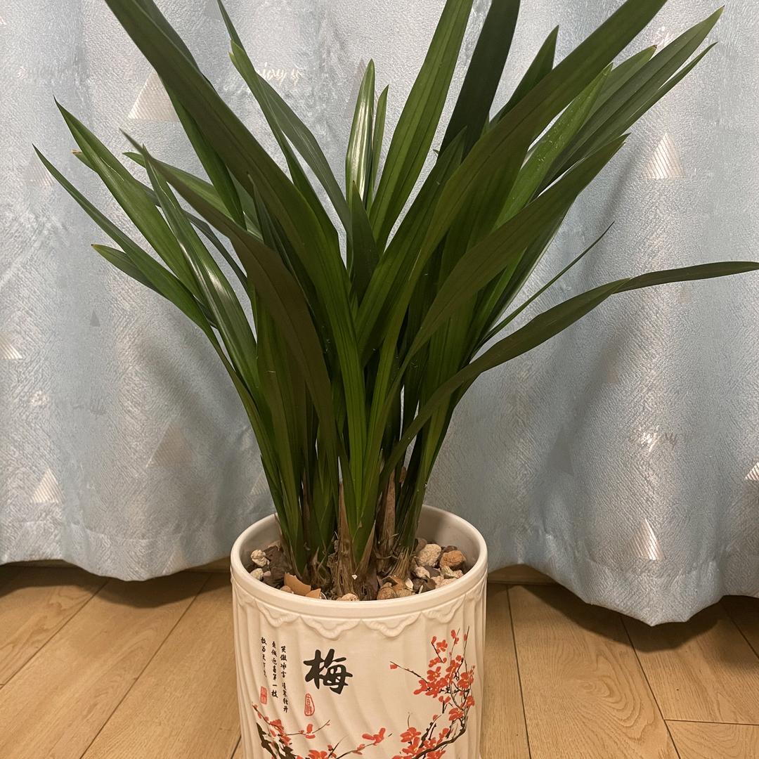 哥还是当年的哥