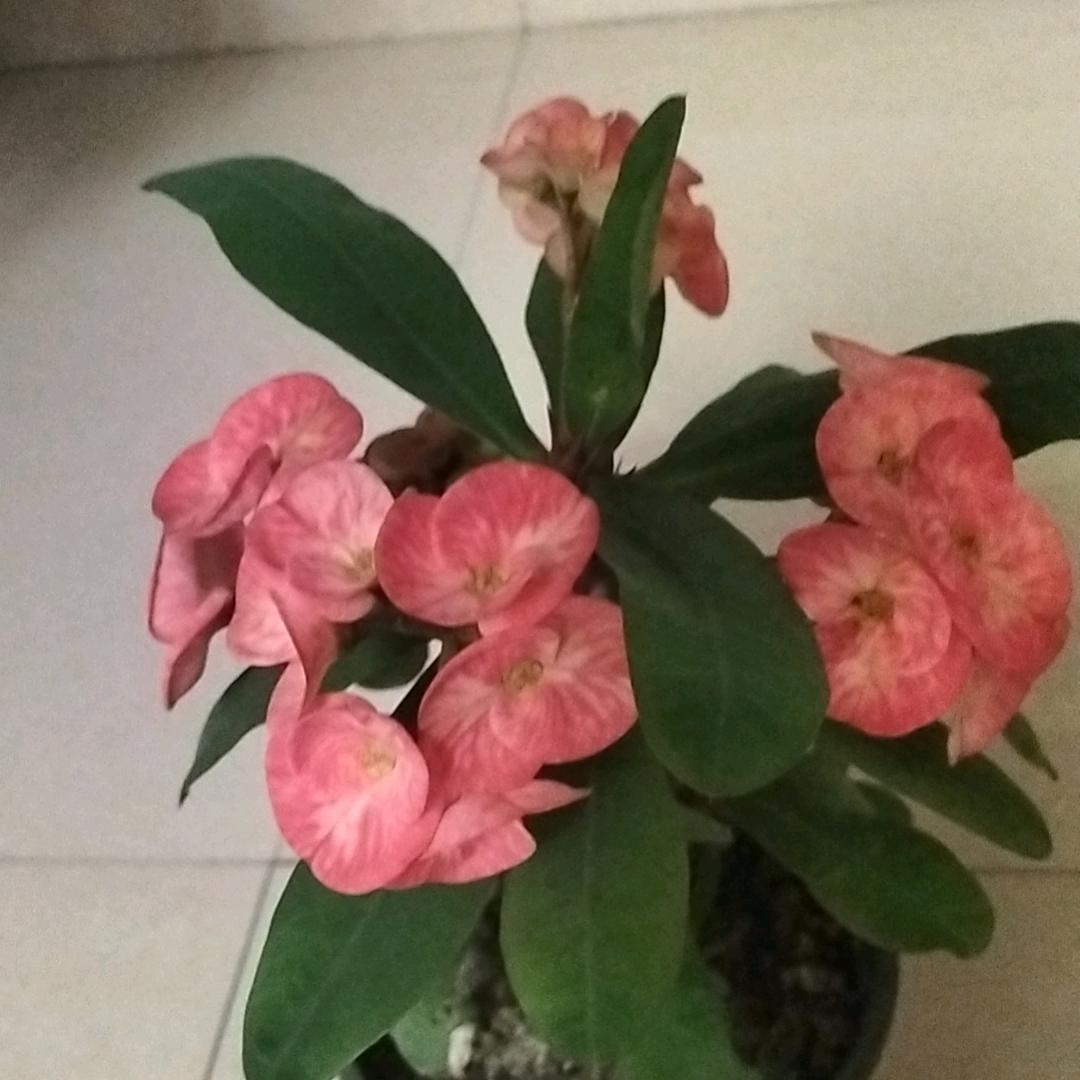 美玉～