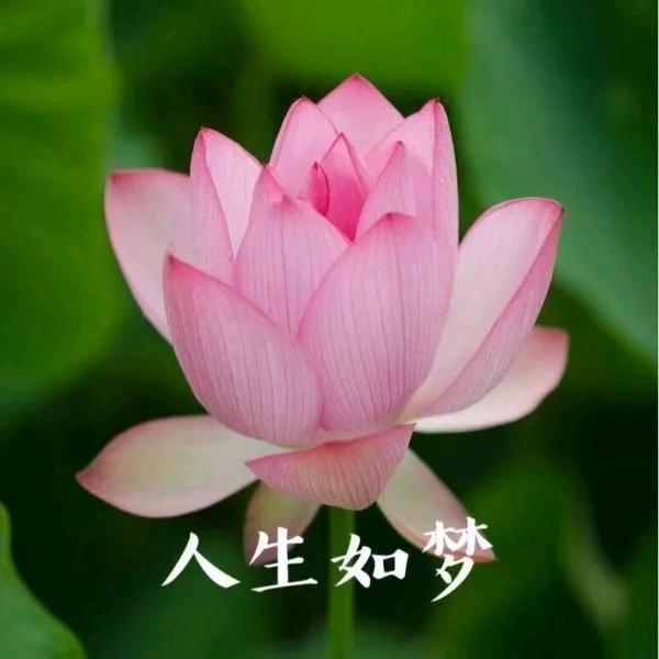 半梦一生