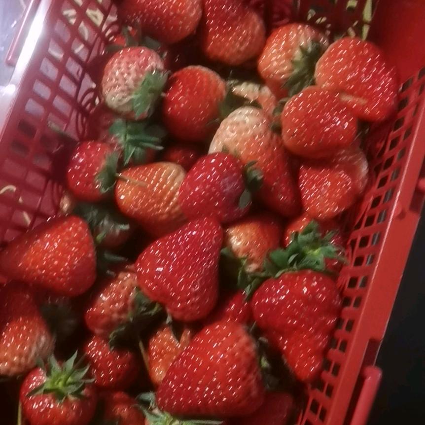 茉莉花