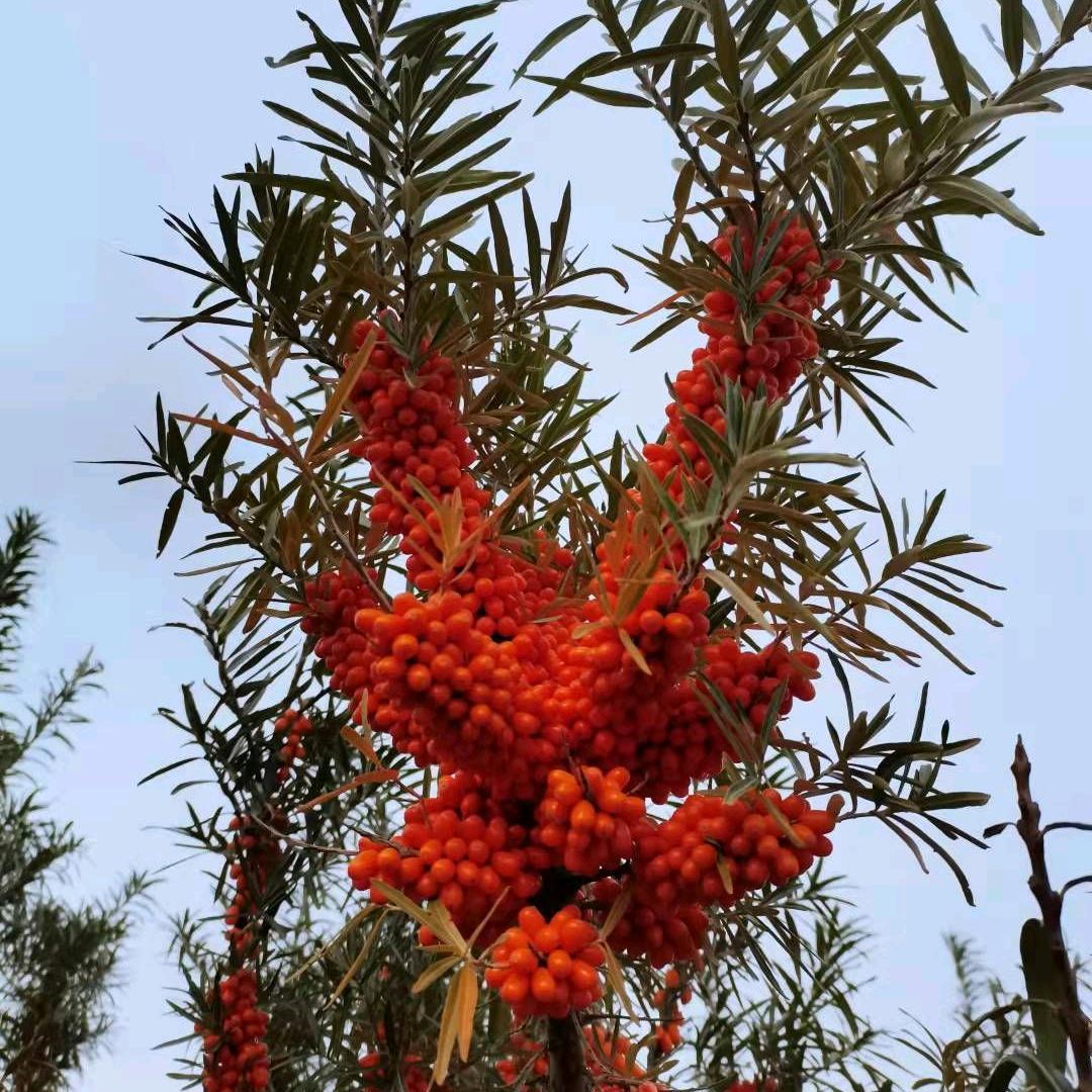 汇源布尔津沙棘种植基地