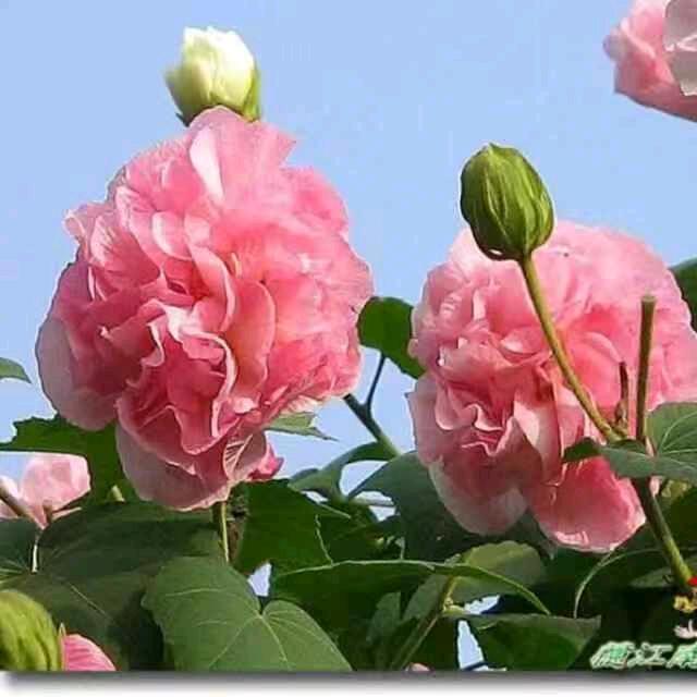 芙蓉～