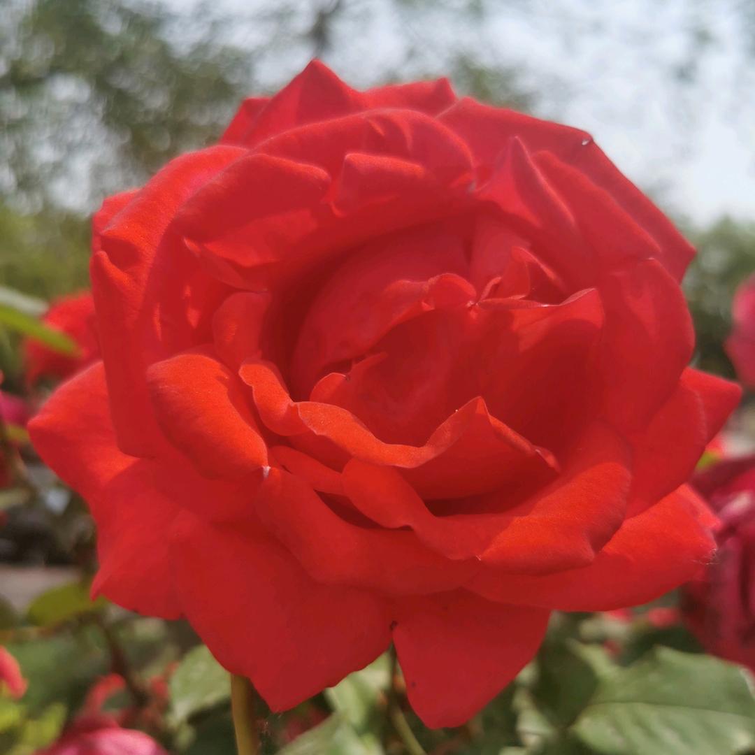 花儿绽放
