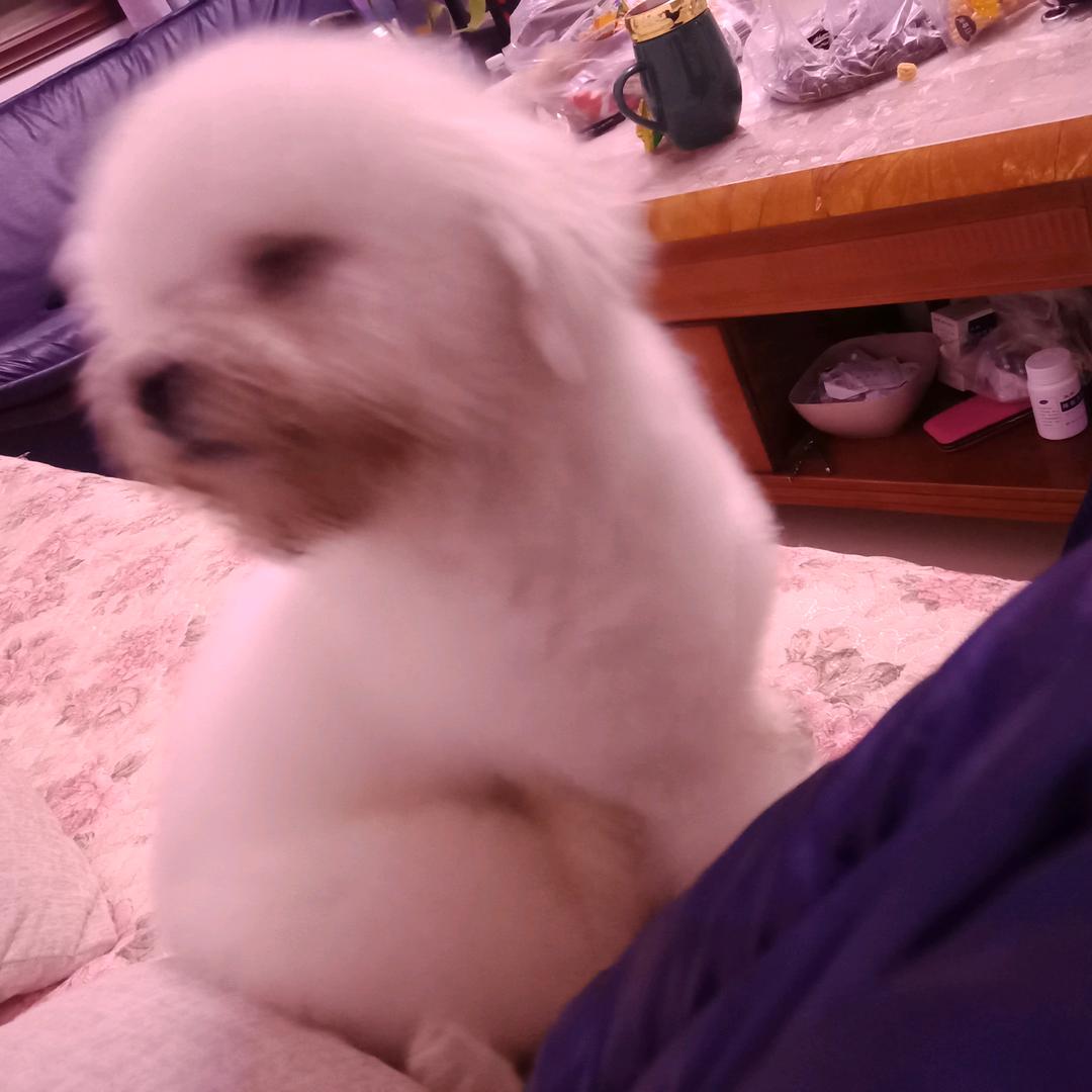 范哥