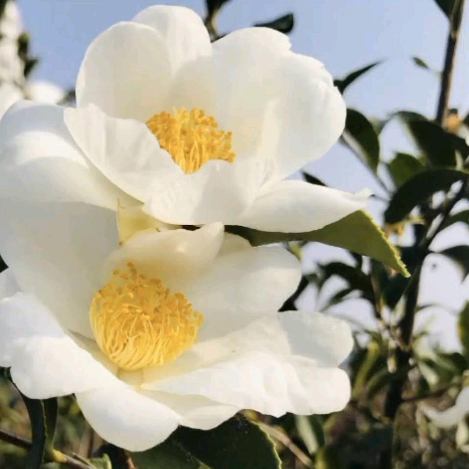 广西山茶油