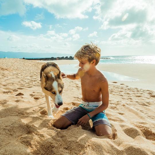 专业加工各种杨木板皮