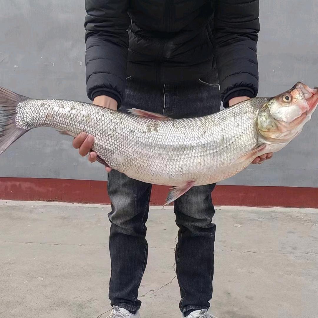 户外钓鱼，路亚竿东文大桥钓大鱼