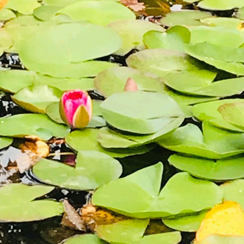 依然是我¹⁹⁸⁰