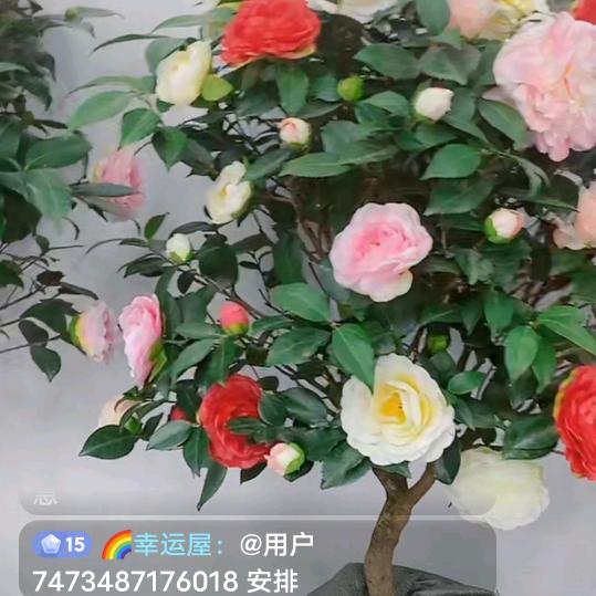 刘家大小姐