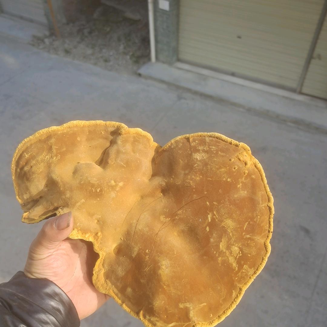 凯哥桑树桑黄