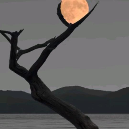 苹果