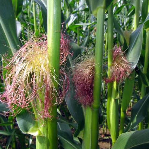 宁静致远……白