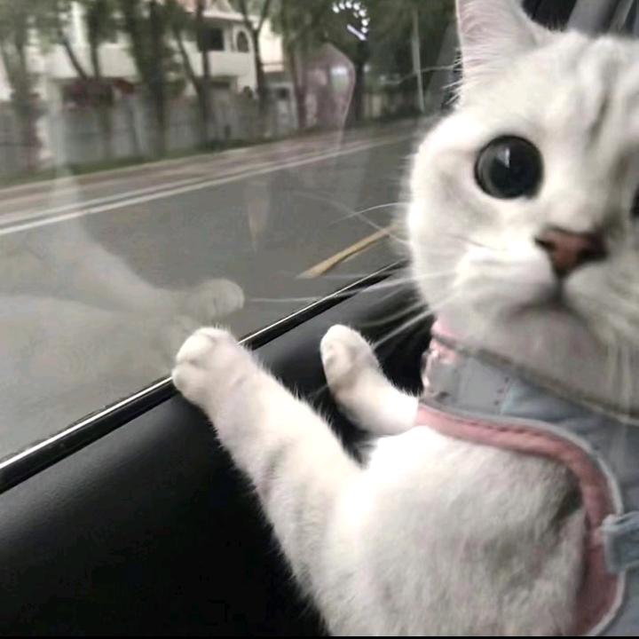 尔東东