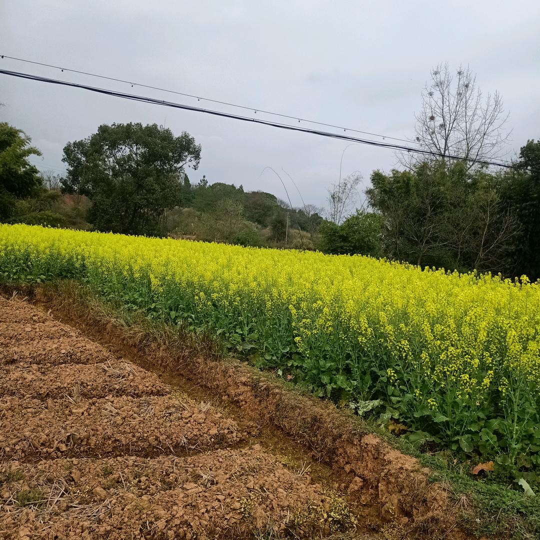 虎哥飞翔大公子