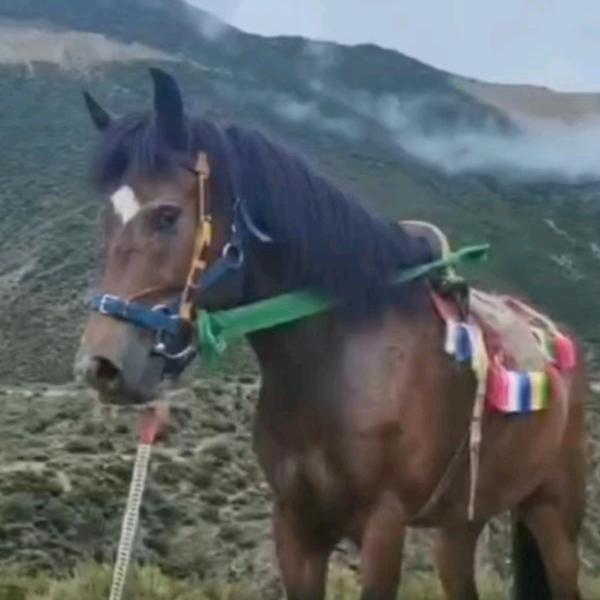 👉普布次仁👈