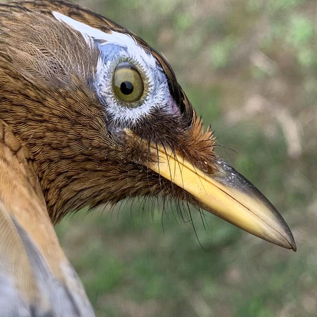 🦜10万大山宠物用品🦜
