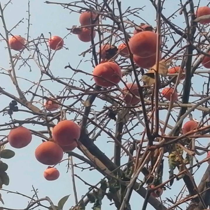 子非愚