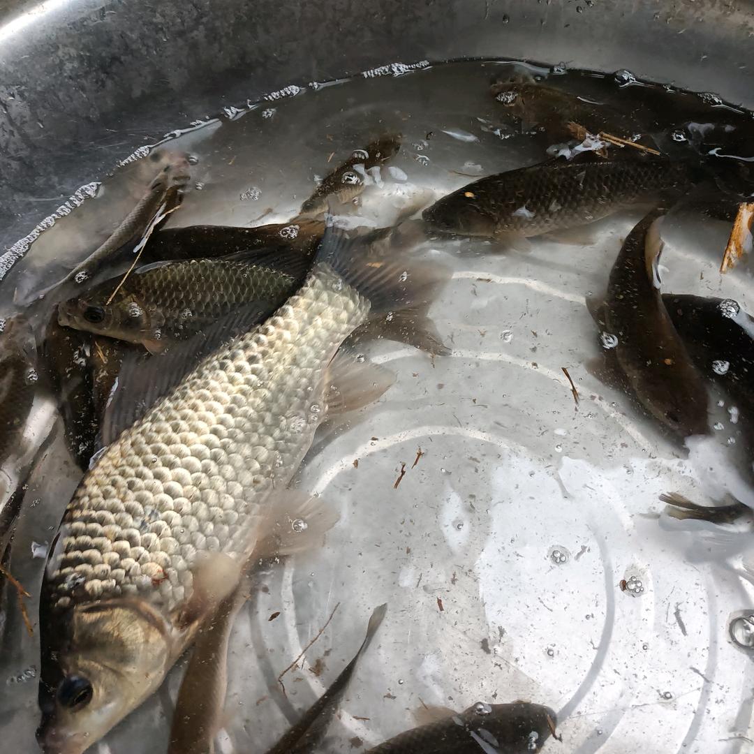 钓鱼狂人