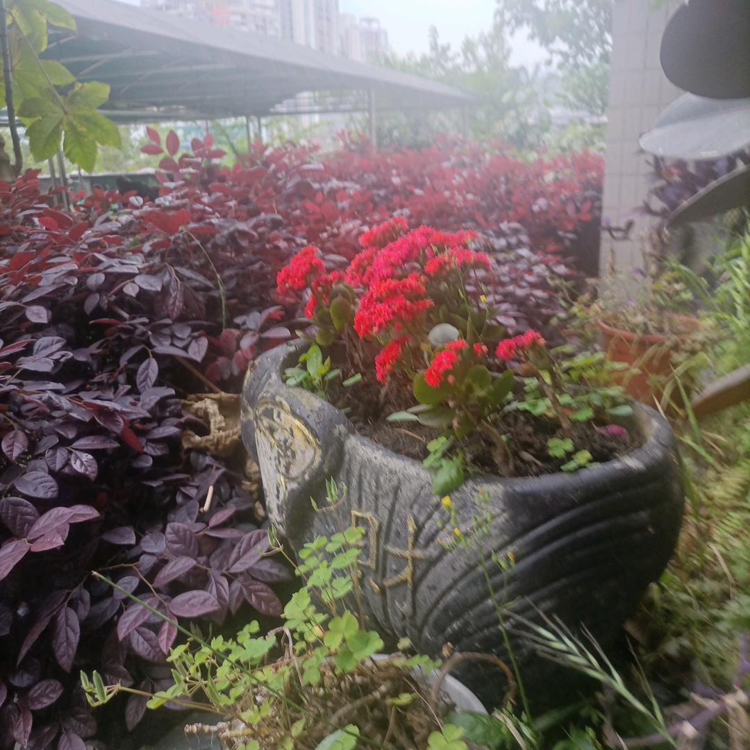 老潘小潘（有关心回）