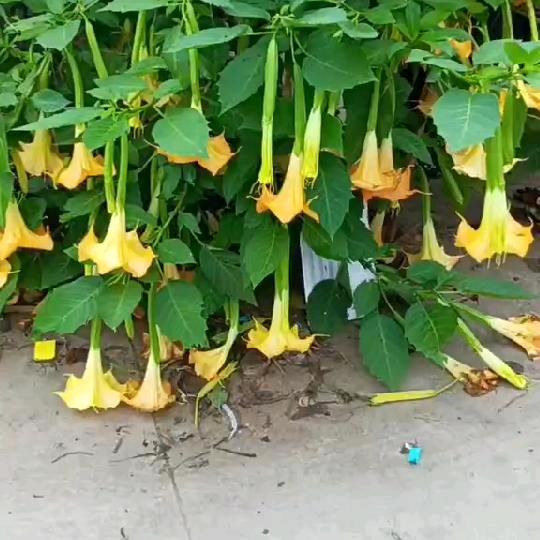 孤独等你的人
