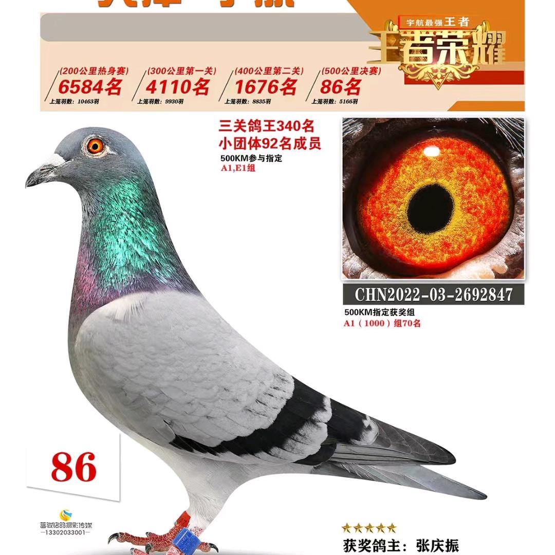 霞姐鸽舍
