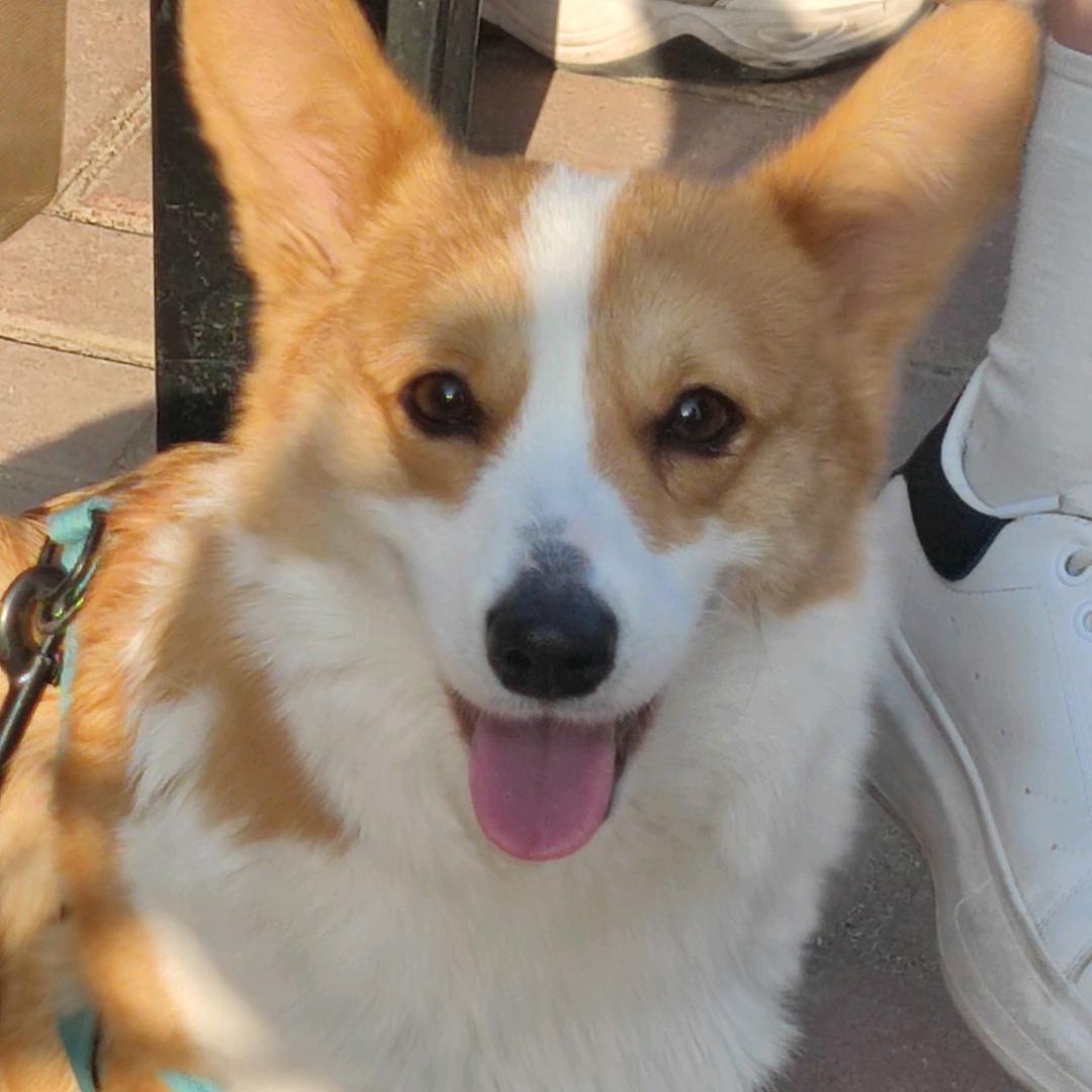 荥阳隆豪机车 （大号）