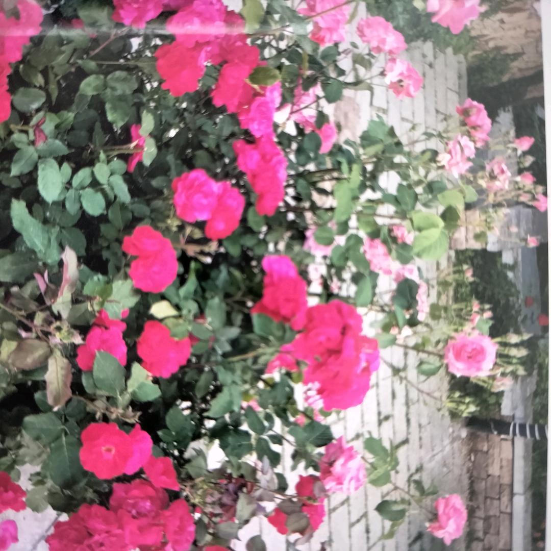 铿锵玫瑰
