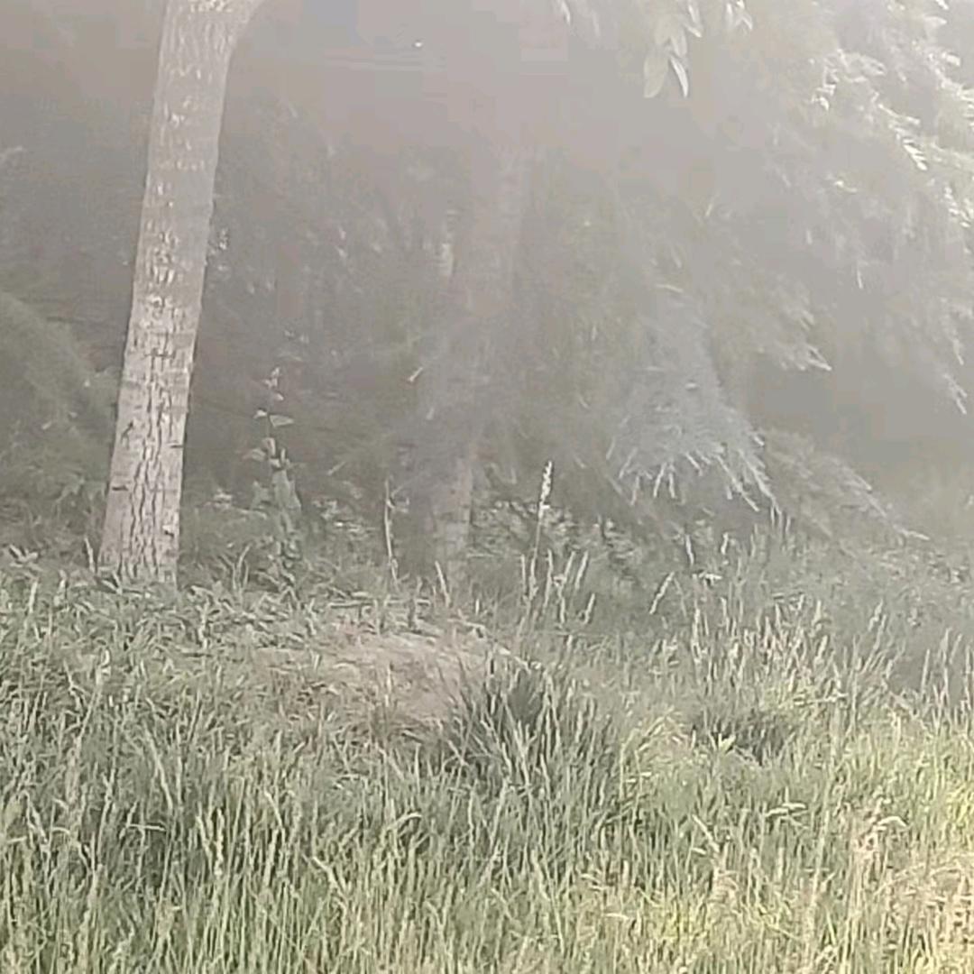 甘露