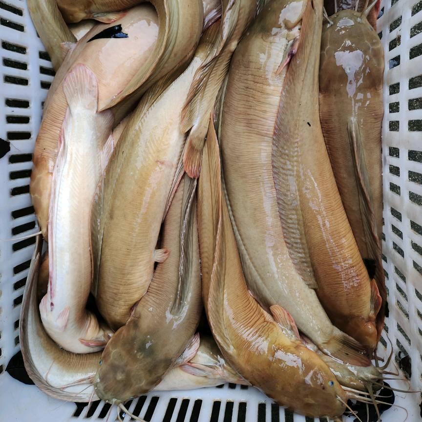 亚贵三黄快大塘鲺鱼苗孵化基地