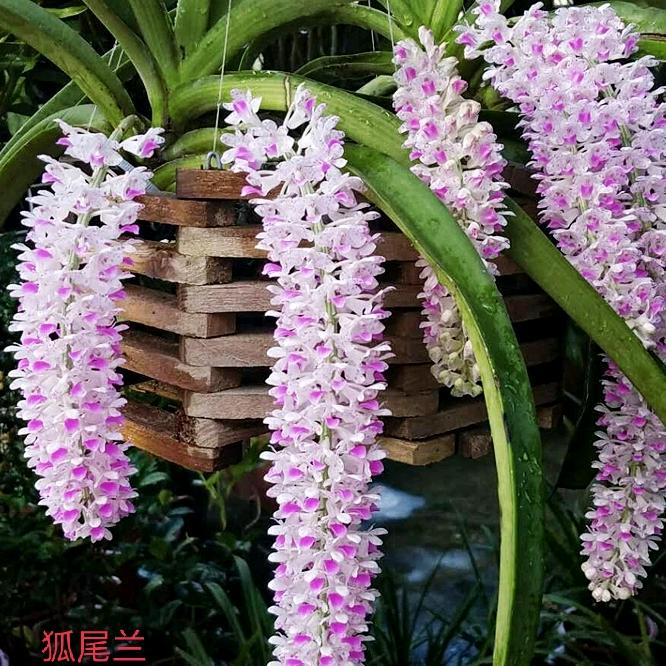 山妹花卉
