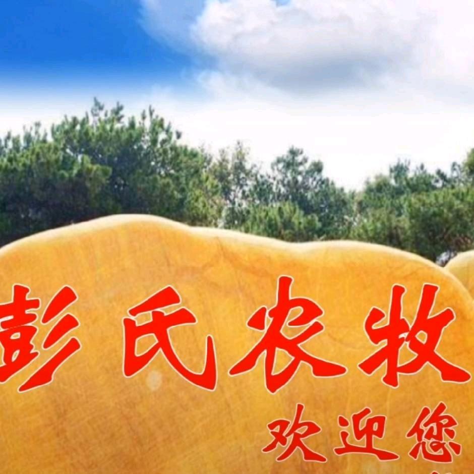荆枪不倒