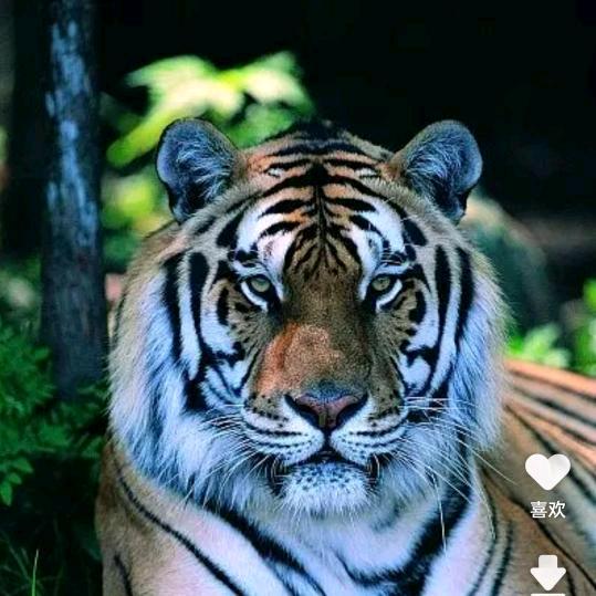 ⭐小🐅老🐅虎⭐