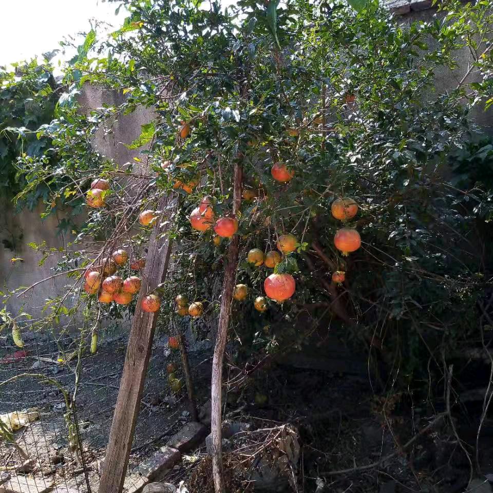 茉莉花开开开