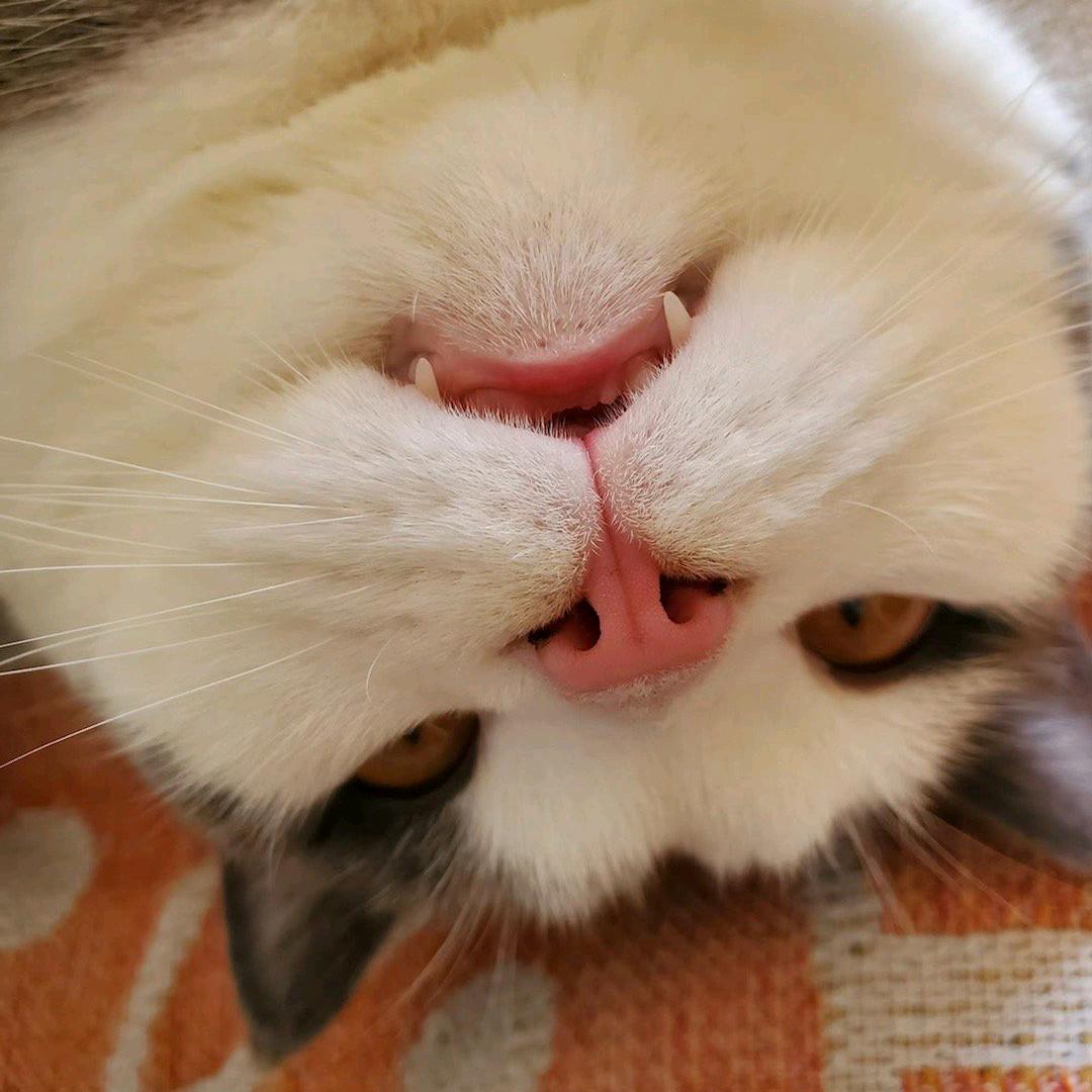 我是小猫