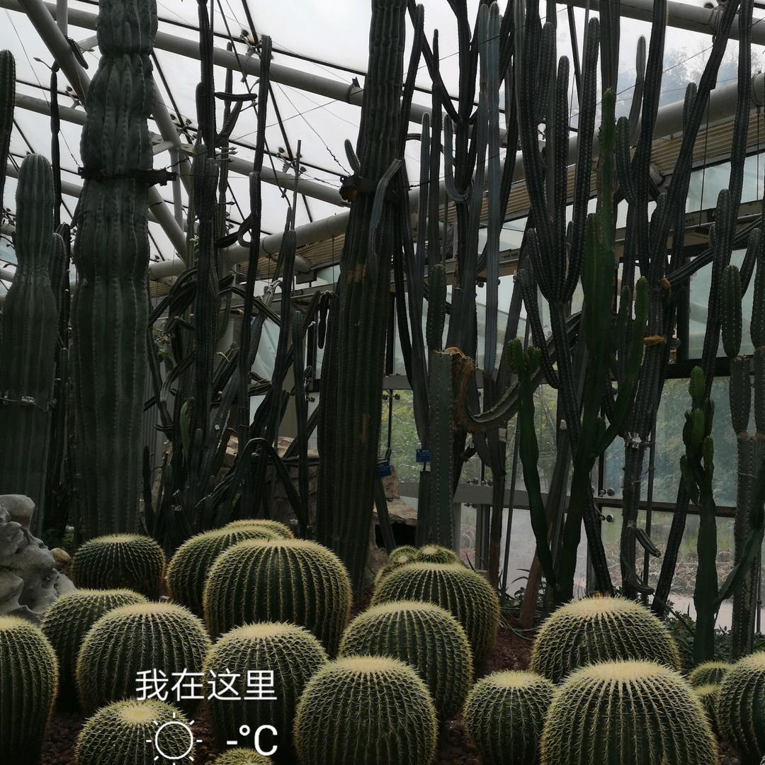 石墨生花
