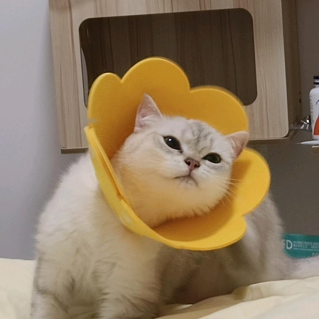 🌈一颗毛线球🧶