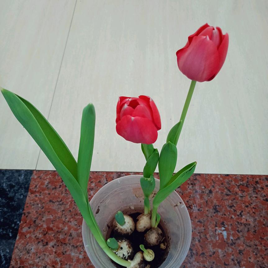 苦涩的爱