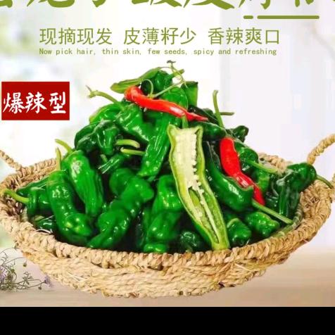 乡村助农-小辣椒