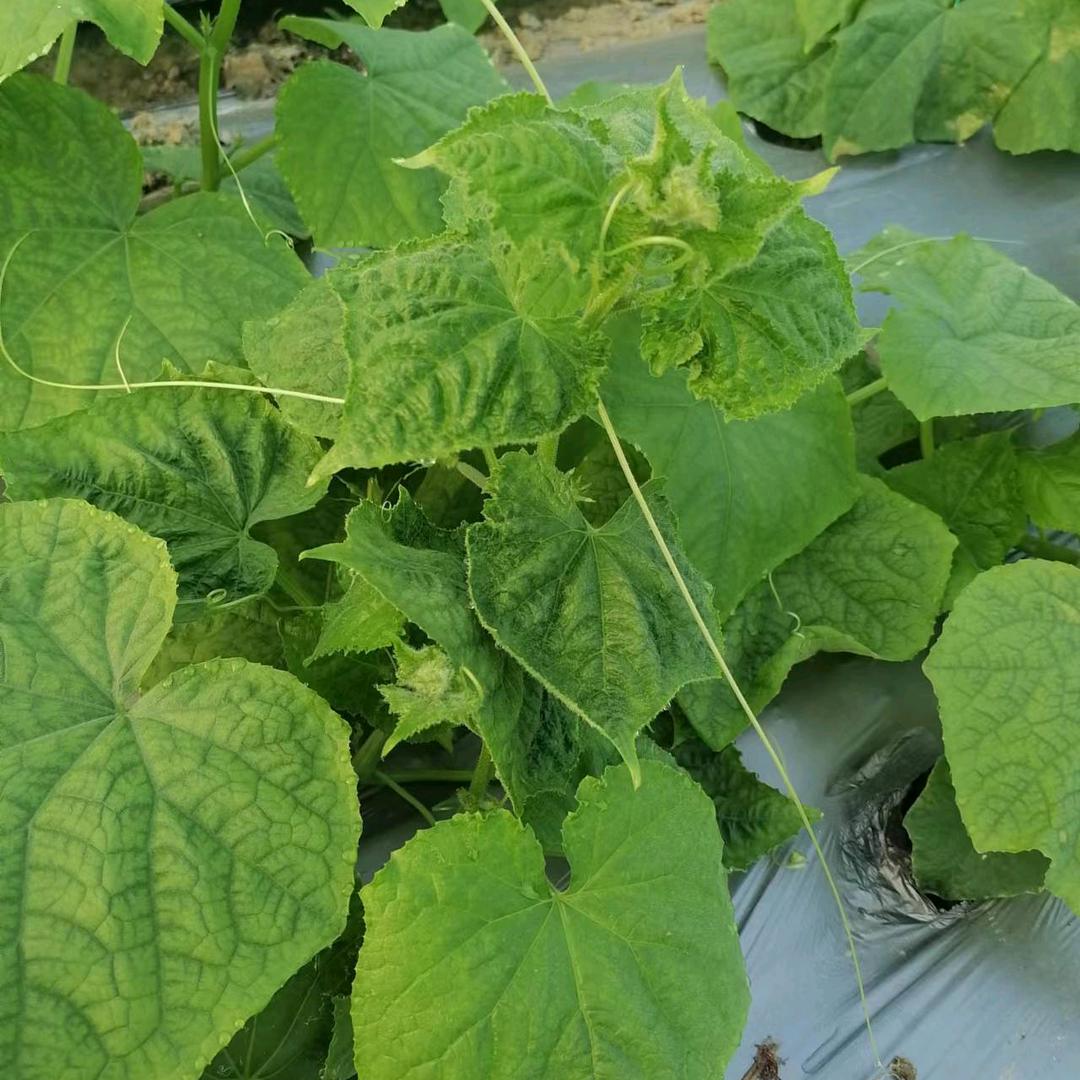 惠农蔬菜管理
