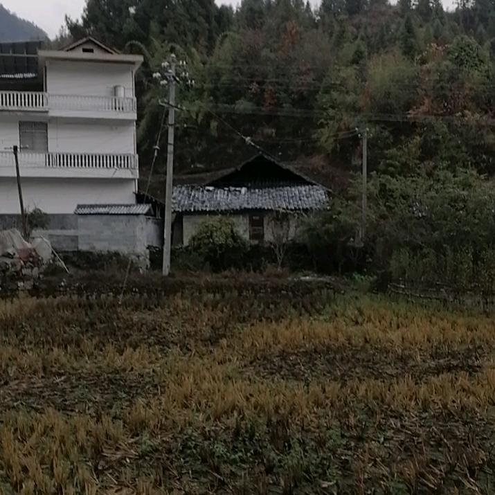 柳